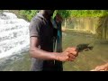 මාළු අල්ලන වීඩියෝ 🇱🇰 fishing sri lanka thilapi fishing catching fishing with suresh