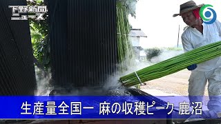 生産量全国一 麻の収穫ピーク 鹿沼