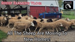 Sheep Farming Vlog: Moving Sheep