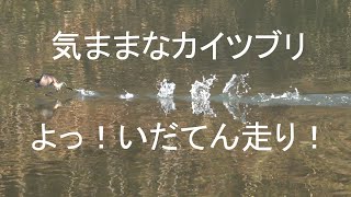 気ままなカイツブリ（4K、♬）。カルガモをからかう。魚を捕らえる。いだてん走り。