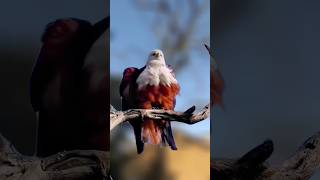 Dancing Bird#masti #funny #waitforend #nature #viral#trending#ytshorts##shorts#s