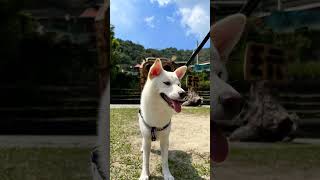 meiko的生活日記 白 しばいぬ White Shiba Inu 하얀색 시바 이누 2022年9月28日 南投 水里 車程 隱茶 STEAM