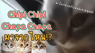 Chipi Chipi Chapa Chapa Meme มาจากไหน!? 🐱🎄| Hello Tawan🎄✨