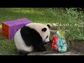 Panda cub Xiao Qi Ji celebrates 2nd birthday in Washington