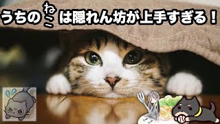 【うちの猫は隠れん坊が上手すぎる！】ぐだゆる動画です。