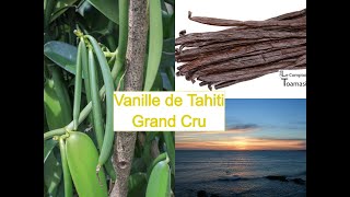 Gousse de Vanille de Tahiti Black Pearl - Grand cru - Raiatea et  Tahaa - Acheter de la vanille