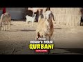 Pay Qurbani