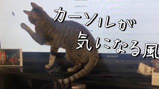 【保護猫】カーソルが気になる風