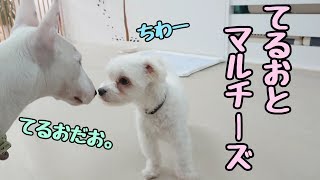 てるお、マルチーズに会う。【ひみつきちなう！②】2018年11月10日