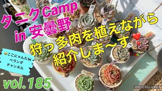 【多肉植物】【ベランダ多肉】【タニクcamp in 安曇野】【狩っ多肉の紹介】ここにゃんたベランダチャンネルvol.185