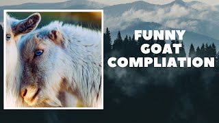 Goats Do Crazy Things  || Funny Goat Compilation
