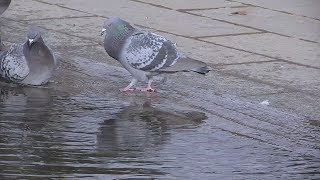 鳩 の鳴き声。（ドバト、又はカワラバト）December 24,2017