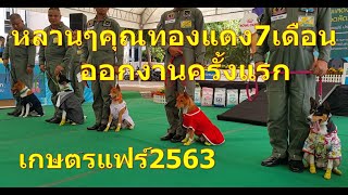 หลานๆคุณทองแดงEp1ออกงานครั้งแรก7เดือน20วันเกษตรแฟร์2563 Grandchild KunTongDang show, KasetFair2020