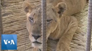 Sudan's Starving Lions Slowly Recover