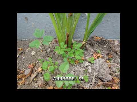 How to kill weeds without harming your bedding plants How to kill weeds without harming your bedding plants