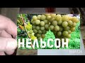 Какие сорта винограда будут приживаться на моём участке в 2025 г.