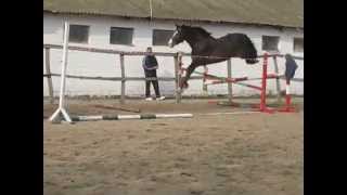 Visavi holstein stallion 2006 young horse SOLD