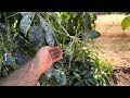 2024 Northern California Avocado Fruit Set Report