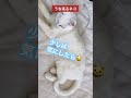 見た目は？うち来るネコ97 猫 ねこ 癒し cat shorts