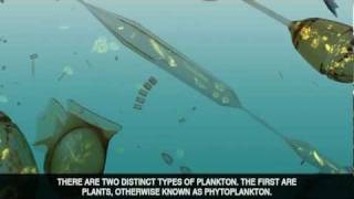 The Power of Plankton
