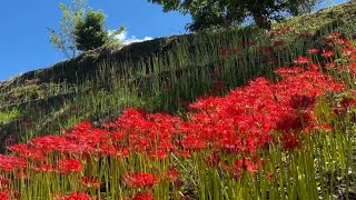 2024/09/18　三分咲き　蕨生の彼岸花群生地　〜愛媛県松野町〜