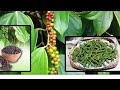 agriculture lesson gammiris pepper ගම්මිරිස් maheesha_vedagedara