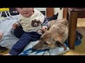 元猟犬から毛布を取り返そうとする幼児