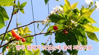 두번 수확 할수있는 아주 특별한 앵두나무