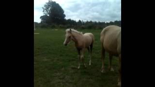 Palomino babies