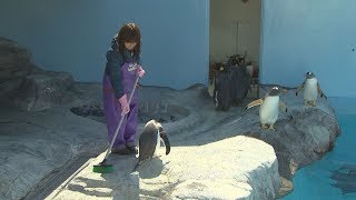 【HTBニュース】水族館で「飼育の日」の体験イベント