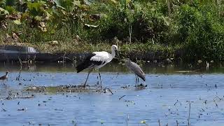 鳴門コウノトリ 2024/09/14 撮影 成長記録 徳島県鳴門市