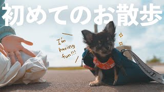 【子犬】赤ちゃんチワワお散歩デビューに大はしゃぎ！【初散歩Vlog】