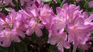 石楠花   シャクナゲ   Rhododendron   杜鹃花