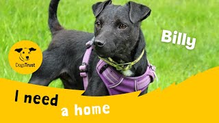 Billy the brilliant Patterdale Terrier | Dogs Trust Merseyside