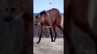 Spirit of the Grasslands: Rare Maned Wolf! #shorts #nature