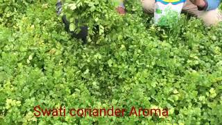 Swati coriander Aroma Mo-9429101161,7600808083