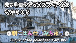 ホッキョクグマのフブキくん（３０５）🐻‍❄️朝ごはん仕込みちゅう🐻‍❄️（東山動植物園）Fubuki of the polar bear Part 305