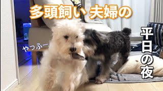 多頭飼いすると、夜こうなる。共働き夫婦×犬2匹/赤ちゃんのような犬 【仕事から帰宅した日のナイトルーティン 】