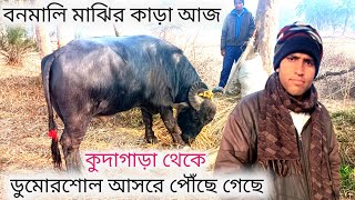 কুদাগাড়া থেকে আগত বনমালি মাঝির কাড়া ডুমুরশোল আসরে হাইভোলটেজ প্রস্তুতি নিচ্ছে