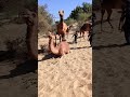 camels enjoying the winter camel animals shorts shortvideo shortfeed