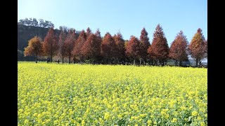 台中市外埔區土城落羽松Tucheng deciduous cypress,Tucheng(Tho sia) Village,Waipu District,Taichung City_ 20230113