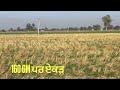 best herbicide for wheat ਬਿਨਾਂ ਸਨਕੋਰ ਦਵਾਈ ਤੋਂ ਗੁੱਲੀਡੰਡਾ ਇੱਕੋ ਝੱਟਕੇ ਚ ਖ਼ਤਮ