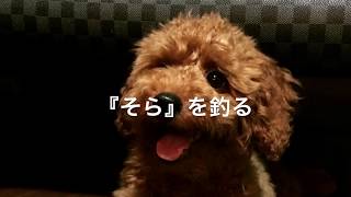 トイプードルの子犬（♂4ヶ月)『そら』を釣る　Fishing toy poodle puppy（4 months old）