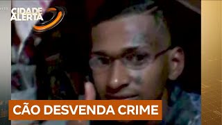 Ossada encontrada por cães no interior de São Paulo é identificada; polícia investiga causa da morte