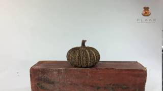Hura polyandra explosive seed pod