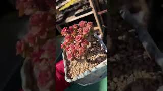 蜡牡丹 多肉植物 succulents