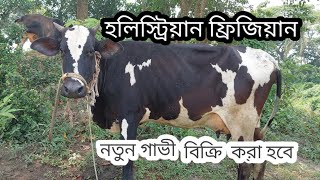 হলিস্ট্রিয়ান ফ্রিজিয়ান জাতের নতুন গাভি বিক্রি করা হবে