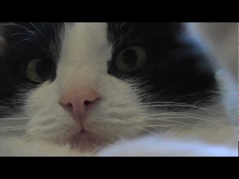 Wild life documentary presents: The Black and White Cat Wild life documentary presents: The Black and White Cat