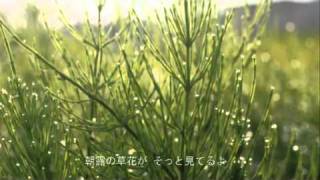 むたゆうじ／花のように