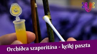 Orchidea szaporítása | Keiki paszta használata lepkeorchideák esetében